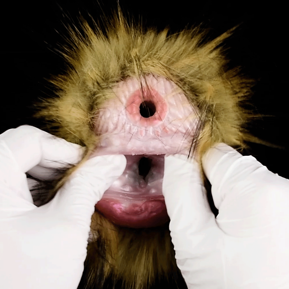 Animal Fur Pocket Pussy – Enhanced Masturbation Sex Toy Experience